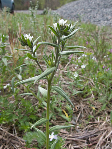 entire plant